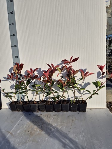 Photinia fraseri red robin - photinia,
