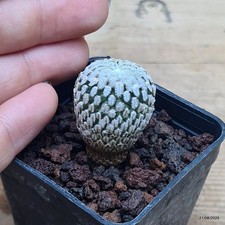 Turbinicarpus pseudopectinatus