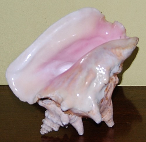 Conchiglia marina naturale