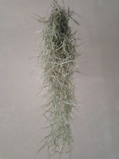 Tillandsia usneoides plantas