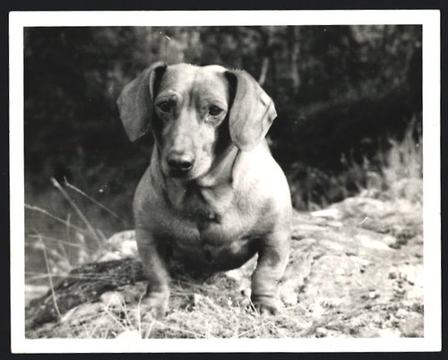 Fotografia cane bassotto