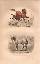 Stampa antica CAVALLA CON PULEDRO CAVALLO DA LAVORO Buffon 1853 Antique print