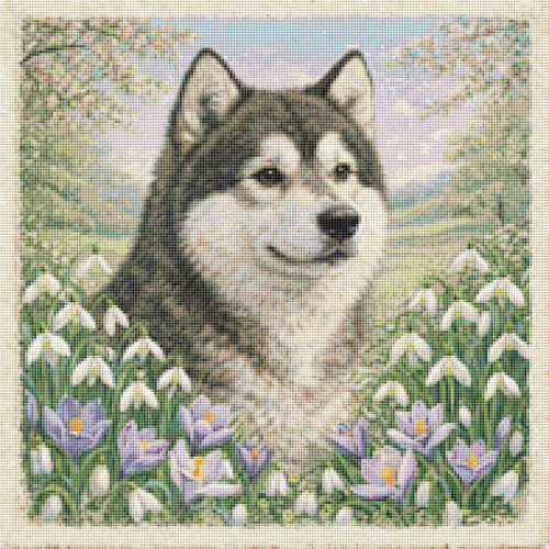 Cane cucciolo alaskan malamute - alaskan,