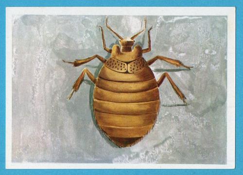 Animali tutto il - animali, di