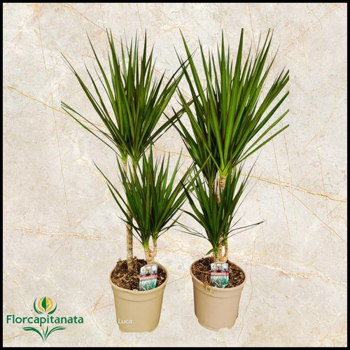 Dracena marginata v17 h60 - dracena,