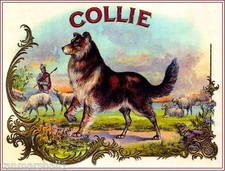 Collie Shepherd Dog Vintage