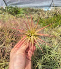 Tillandsia Brachycaulos air