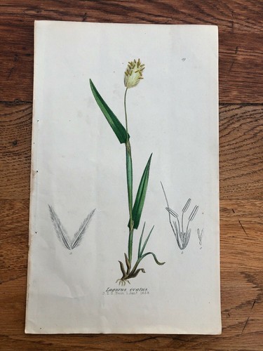 Stampa 1858 lagurus ovatus - lagurus,