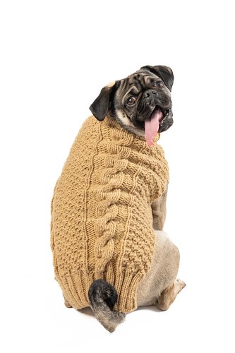 Maglione cane cammello alpaca