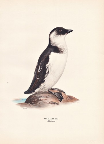 Papagallo atlantico puffin - papagallo,