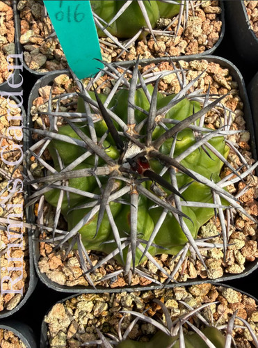 Un cactus succulento - 5-6,