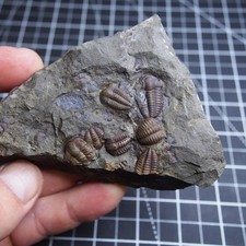 Trilobite ceco Ellipsocephalus