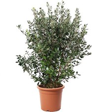 Feijoa Acca Sellowiana -