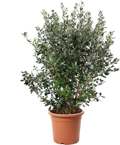 Feijoa acca sellowiana - acca,