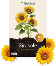 - Semi Di Girasole Nano Giallo