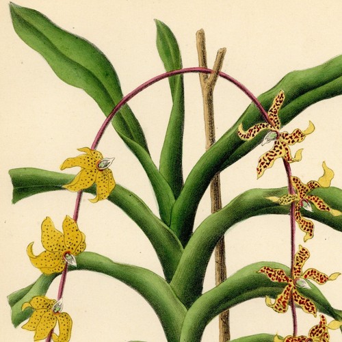 Fleur orchidée vanda - fleur,
