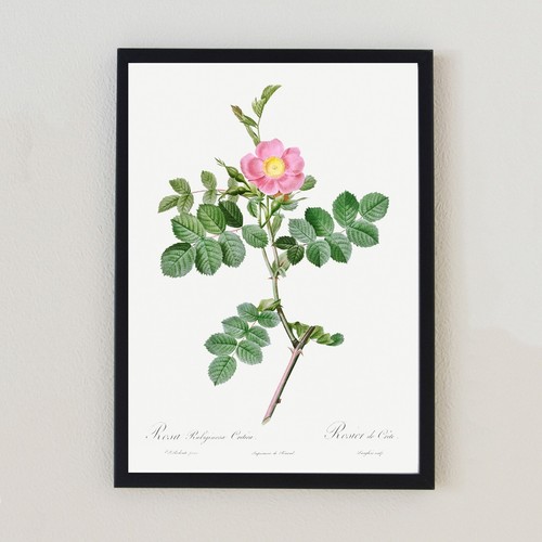 Antica illustrazione fiori