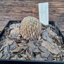 Pelecyphora aselliformis