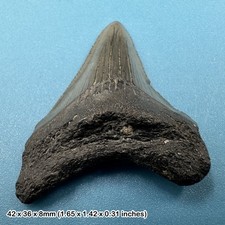 Authentic carcharodon