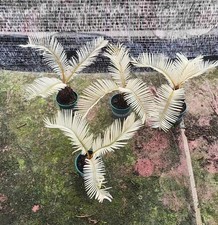 Thunb da giardino Cycas