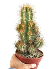 Copiapoa solaris 23 HEADS