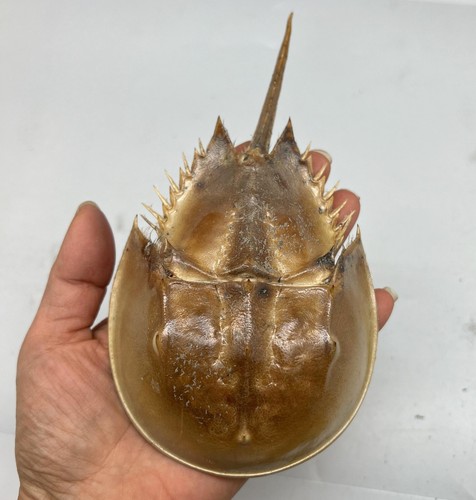 1pz gusci granchio ferro - di,
