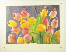 ANNE GEDDES Mazzo di tulipani