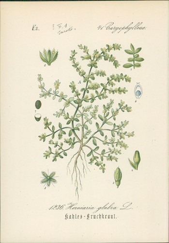 Chromolithographie kahles - :,