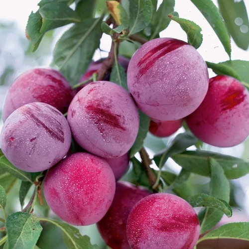 Pianta frutto susino rossa - da,