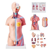 VEVOR Modello Anatomico del