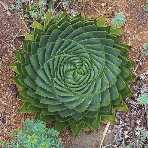 Aloe polyphylla vaso - 20, cm