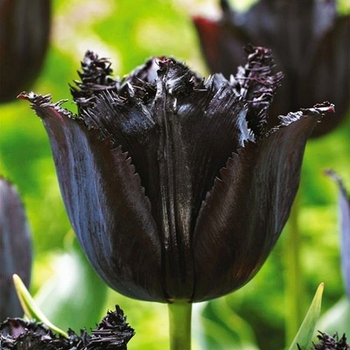 Tulipani bulbi fiori - tulipani, di