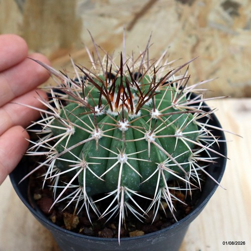 Melocactus conoideus vaso - melocactus,