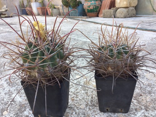 Cactus ferocactus gracilis - cactus,