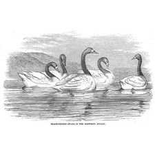 Cigni dal collo nero nella