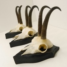 3 Pezzi Di Corna Di Camoscio