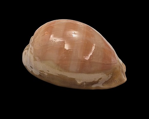Conchiglia shell cypraea - conchiglia,