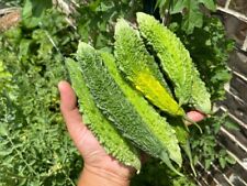 Zucca amara verde indiano -