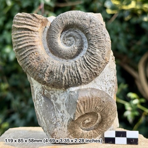 Rare crioceratites loryi