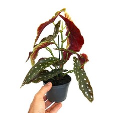 Begonia corallina - Begonia corallo | Begonia ala angelo