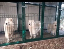 Recinto per cani da esterno con 3 porte