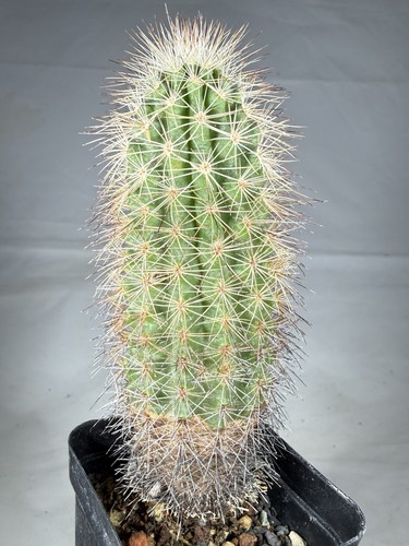 Echinocereus sciurus messico - echinocereus, sciurus,