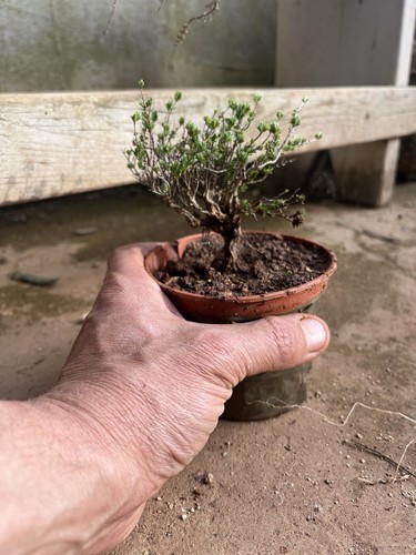 Bonsai timo macchia - bonsai,