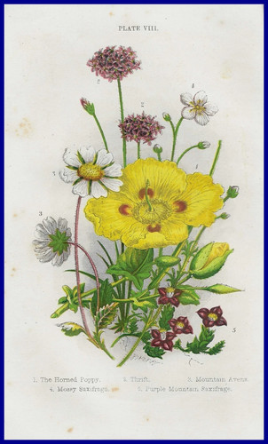 Stampe antiche fiori botanica - stampe,