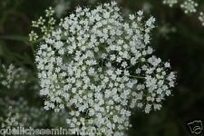 400 SEMI di  Anice verde (Pimpinella anisum)