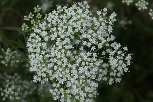 400 semi anice - semi, verde