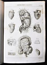 Stampa antica nomenclatura - Medicina Anatomia Umana Fisiologia - Splancnologia