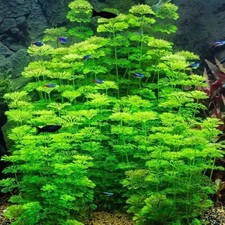 Limnophila sessiliflora -
