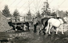 1953 BELLUNO Uomo con carretto