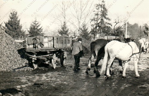 1953 belluno uomo - belluno, con